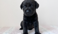 ラブラドールレトリーバーの子犬