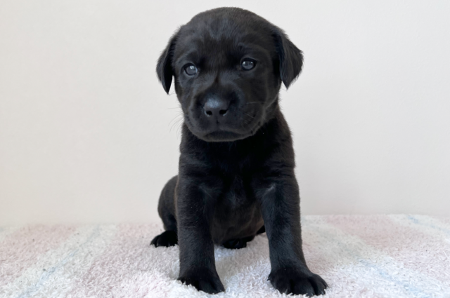 ラブラドールレトリーバーの子犬