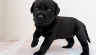 ラブラドールレトリーバーの子犬