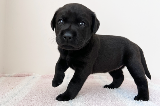 ラブラドールレトリーバーの子犬