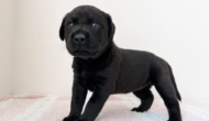 ラブラドールレトリーバーの子犬