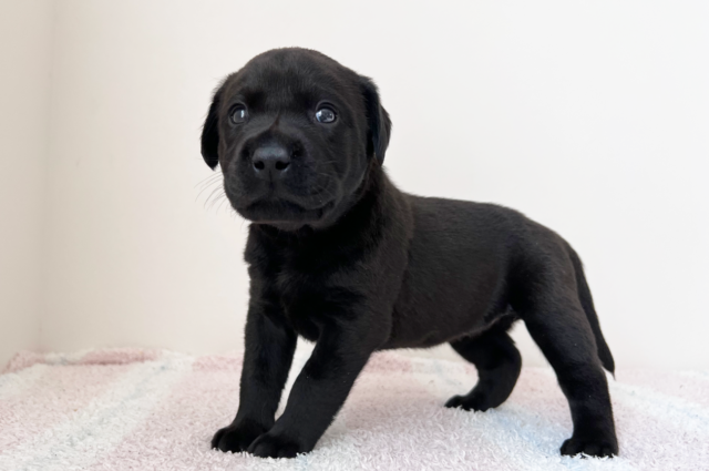 ラブラドールレトリーバーの子犬