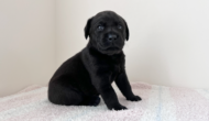 ラブラドールレトリーバーの子犬