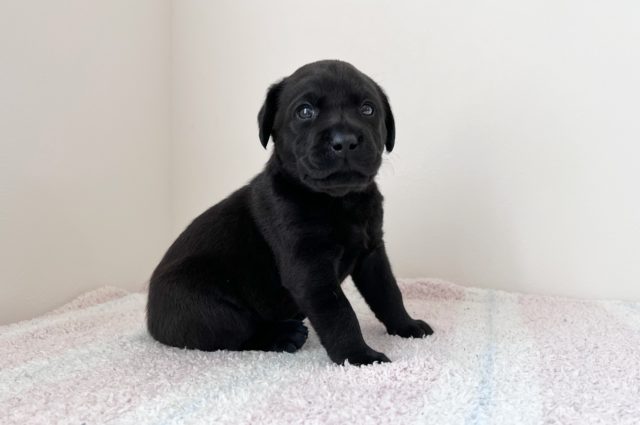 ラブラドールレトリーバーの子犬