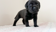 ラブラドールレトリーバーの子犬