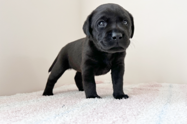 ラブラドールレトリーバーの子犬