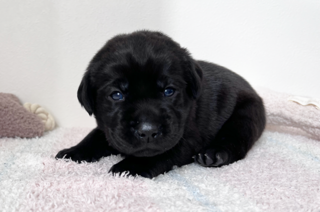 ラブラドールレトリーバーのブラックの子犬