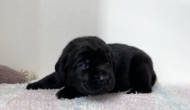 ラブラドールレトリーバーのブラックの子犬