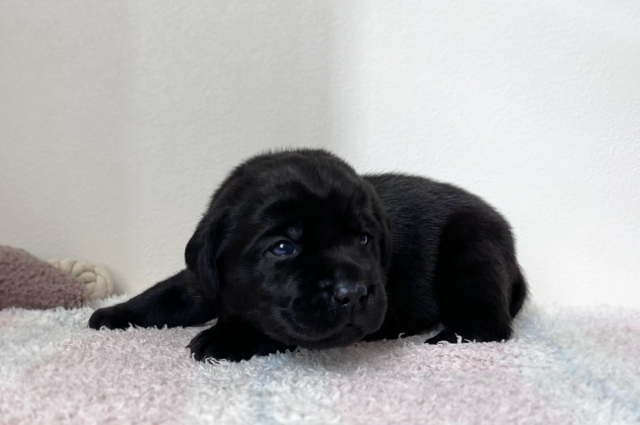 ラブラドールレトリーバーのブラックの子犬