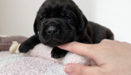 ラブラドールレトリーバーのブラックの子犬