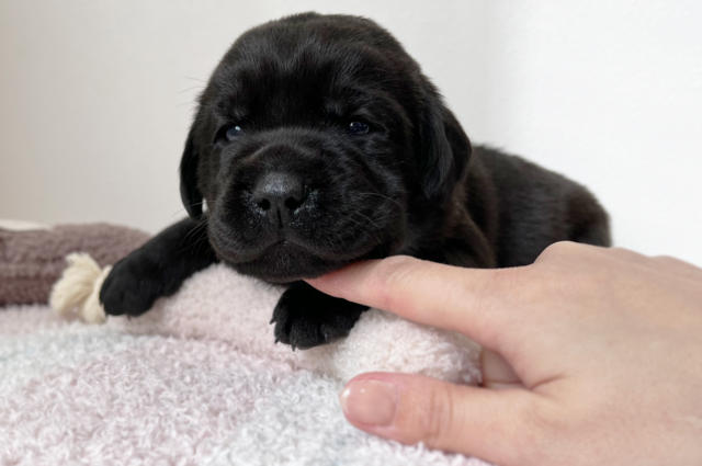 ラブラドールレトリーバーのブラックの子犬