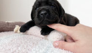 ラブラドールレトリーバーのブラックの子犬