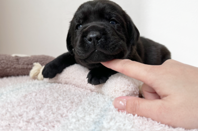 ラブラドールレトリーバーのブラックの子犬
