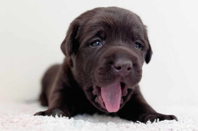 ラブラドールレトリーバーの子犬