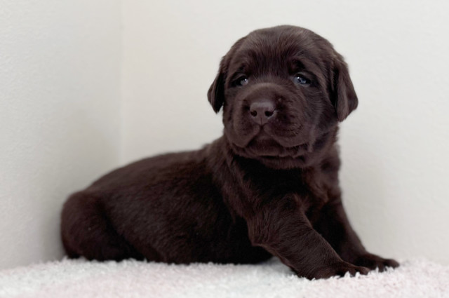 ラブラドールレトリーバーの子犬