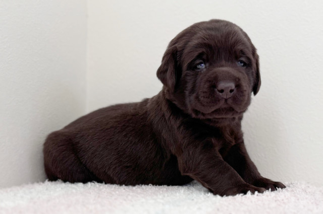 ラブラドールレトリーバーの子犬