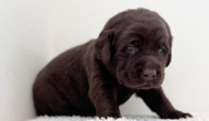 ラブラドールレトリーバーの子犬