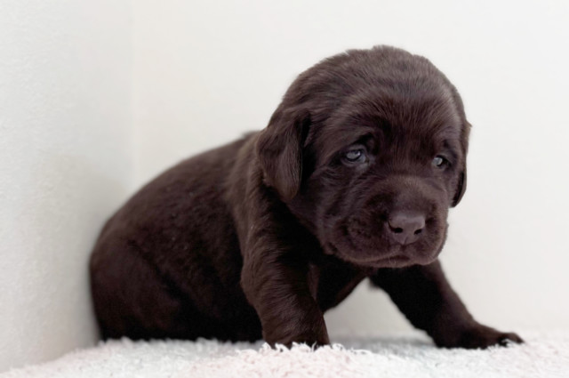ラブラドールレトリーバーの子犬