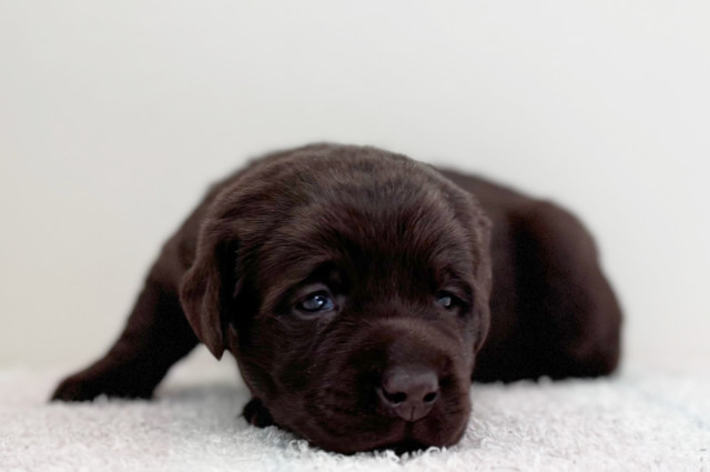 ラブラドールレトリーバーの子犬